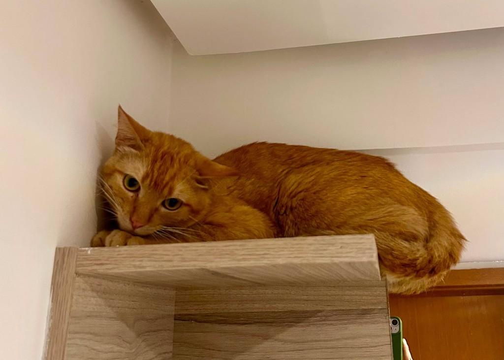 Laranjinha, gato de porte médio para adoção em Campo Grande - MS
