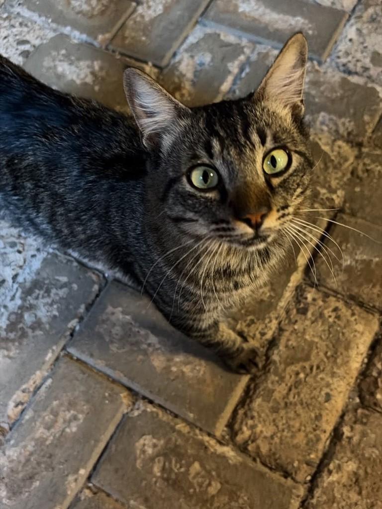 Pequenino, gato de porte pequeno para adoção em Campo Grande - MS