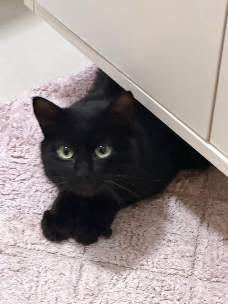 Azeitona, gato de porte pequeno para adoção em Campo Grande - MS