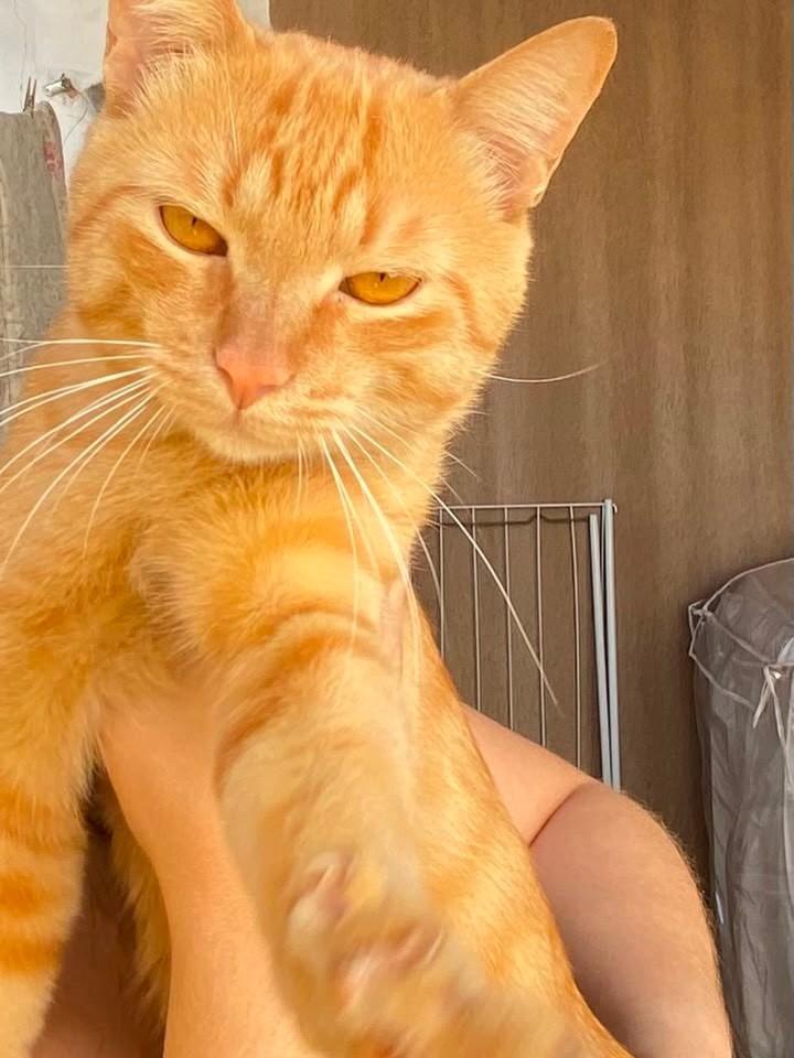 Amarelinho, gata para adoção em Campo Grande - MS