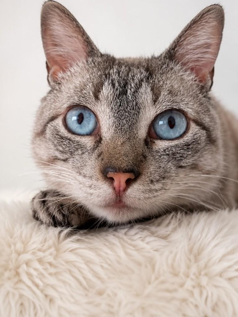 Raul, gato de porte médio para adoção em Campo Grande - MS