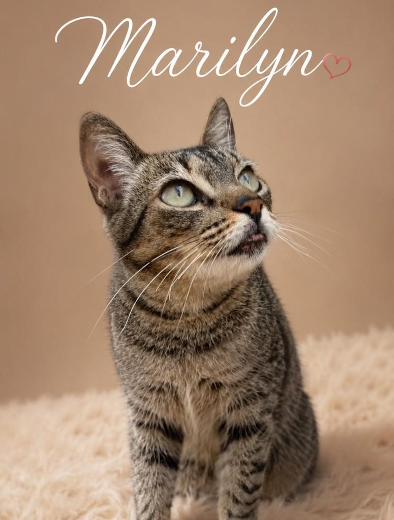 Marilyn, gata de porte pequeno para adoção em Campo Grande - MS