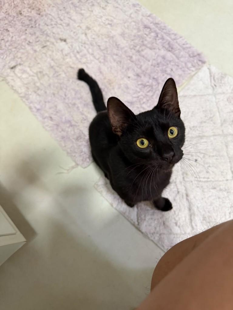 Cafezinho, gato de porte pequeno para adoção em Campo Grande - MS