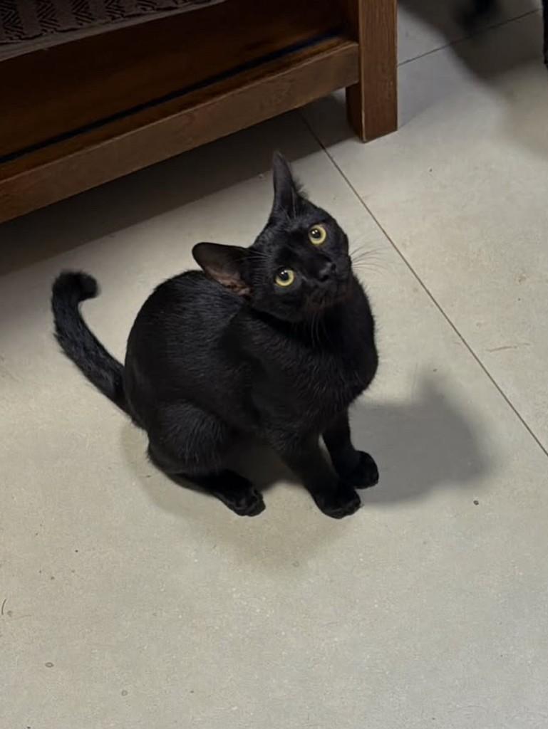 Cafezinho, gato de porte pequeno para adoção em Campo Grande - MS — foto 2 de 2