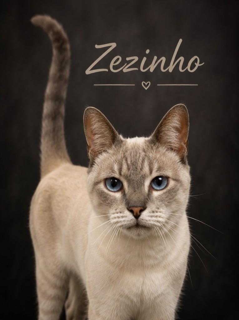 Zezinho, gato de porte médio para adoção em Campo Grande - MS