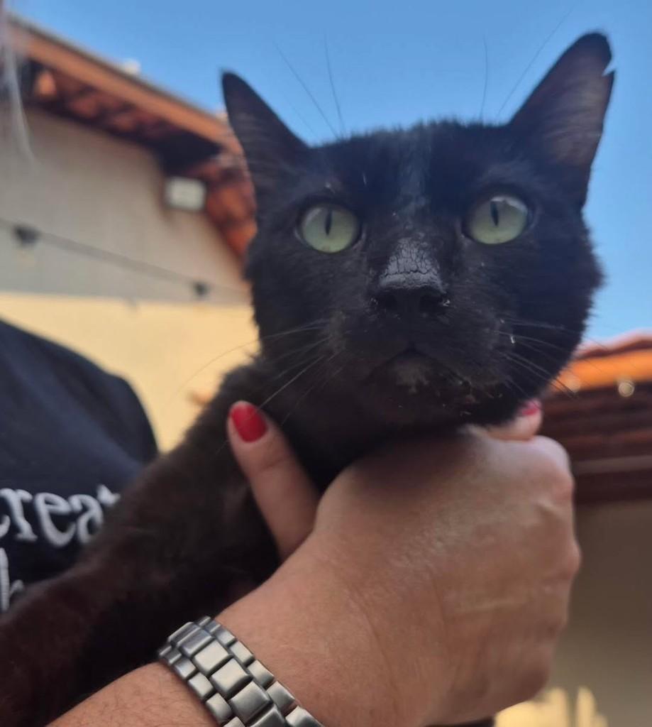 Draco, gato para adoção em Campo Grande - MS
