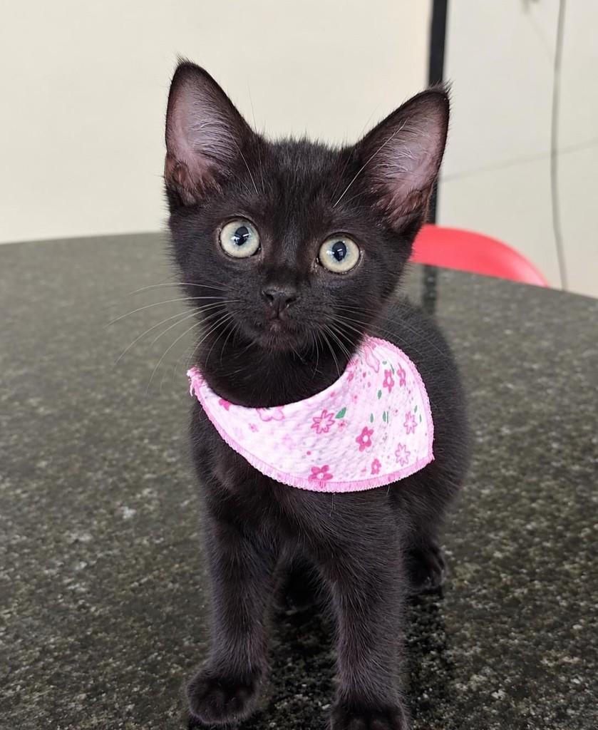 Morceguinha, gata de porte pequeno para adoção em Campo Grande - MS