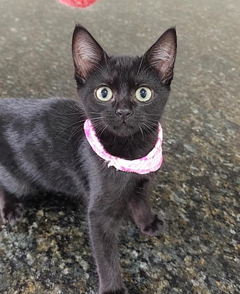 Morceguinha, gata de porte pequeno para adoção em Campo Grande - MS — foto 2 de 4
