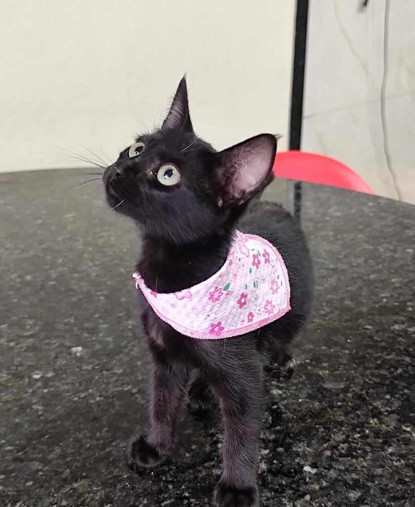 Morceguinha, gata de porte pequeno para adoção em Campo Grande - MS — foto 3 de 4