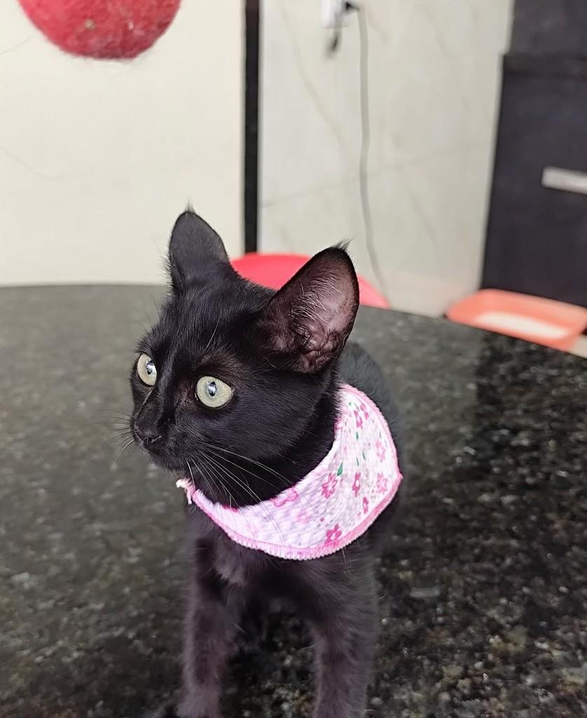 Morceguinha, gata de porte pequeno para adoção em Campo Grande - MS — foto 4 de 4