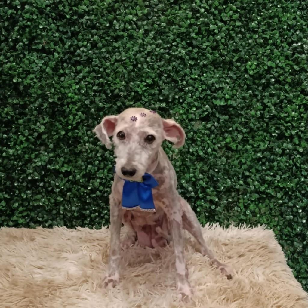 Mocinha, cadela de porte pequeno para adoção em Aparecida de Goiânia - GO