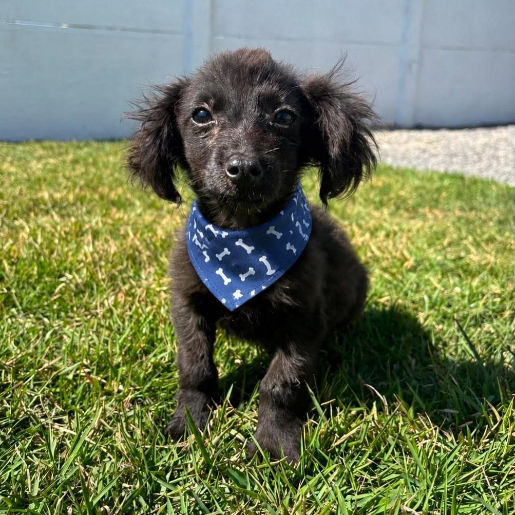 Enzo, cachorro de porte pequeno para adoção em Aparecida de Goiânia - GO