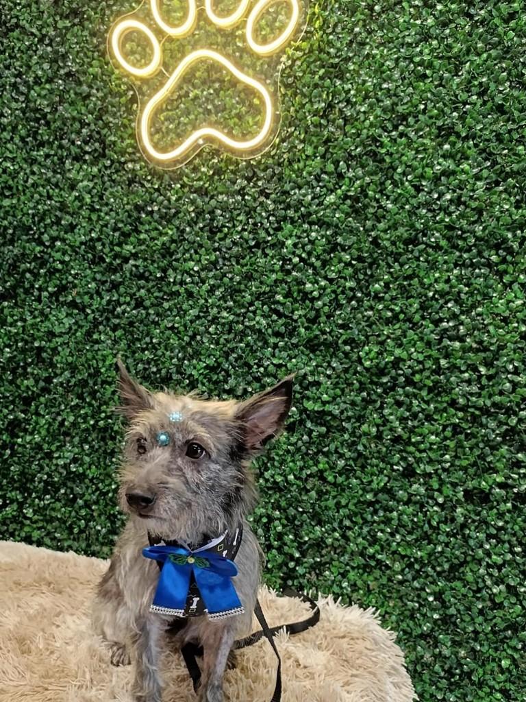 Kiara, cachorro de porte pequeno para adoção em Aparecida de Goiânia - GO