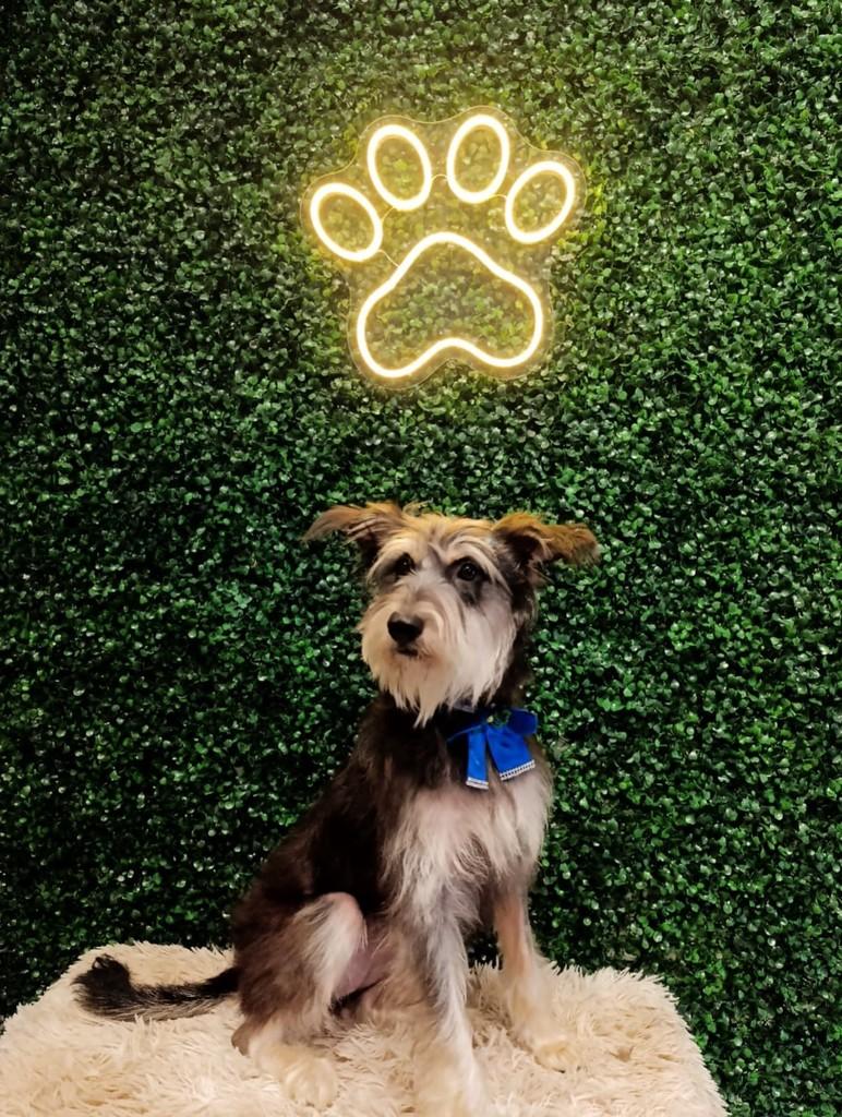 Goiaba, cachorro de porte pequeno para adoção em Aparecida de Goiânia - GO