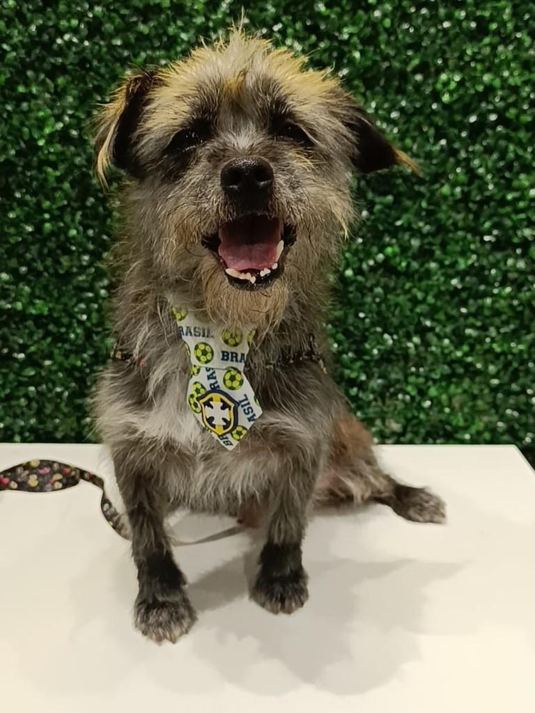 Bob, cachorro de porte pequeno para adoção em Aparecida de Goiânia - GO