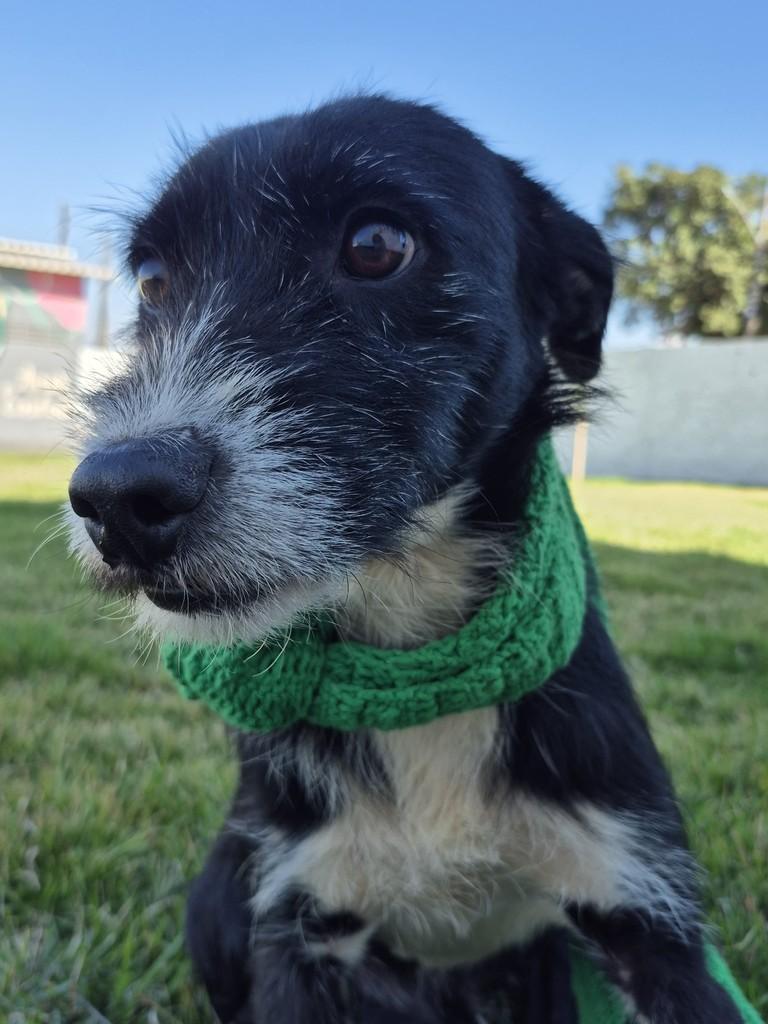 Max, cachorro de porte médio para adoção em Aparecida de Goiânia - GO