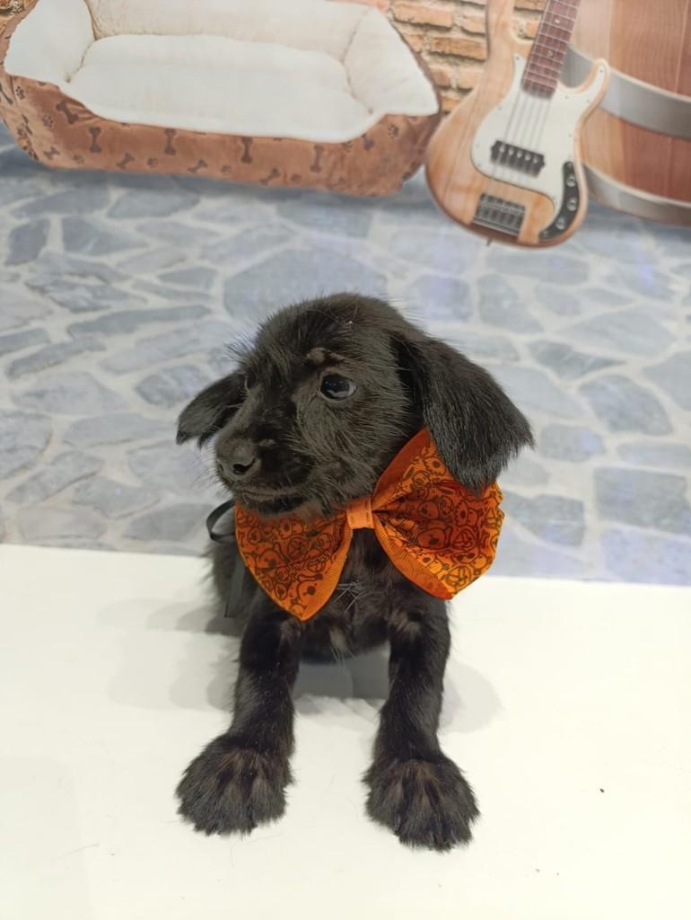 Fiapinho de Manga, cachorro de porte médio para adoção em Aparecida de Goiânia - GO