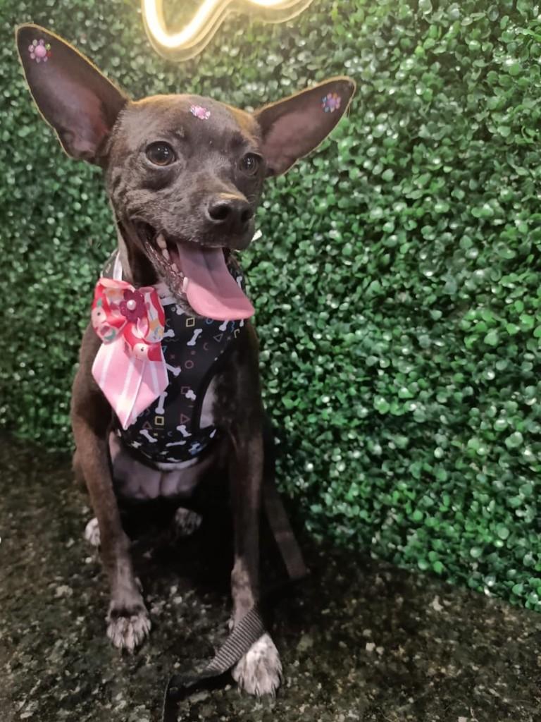 Sofi, cadela de porte pequeno para adoção em Aparecida de Goiânia - GO