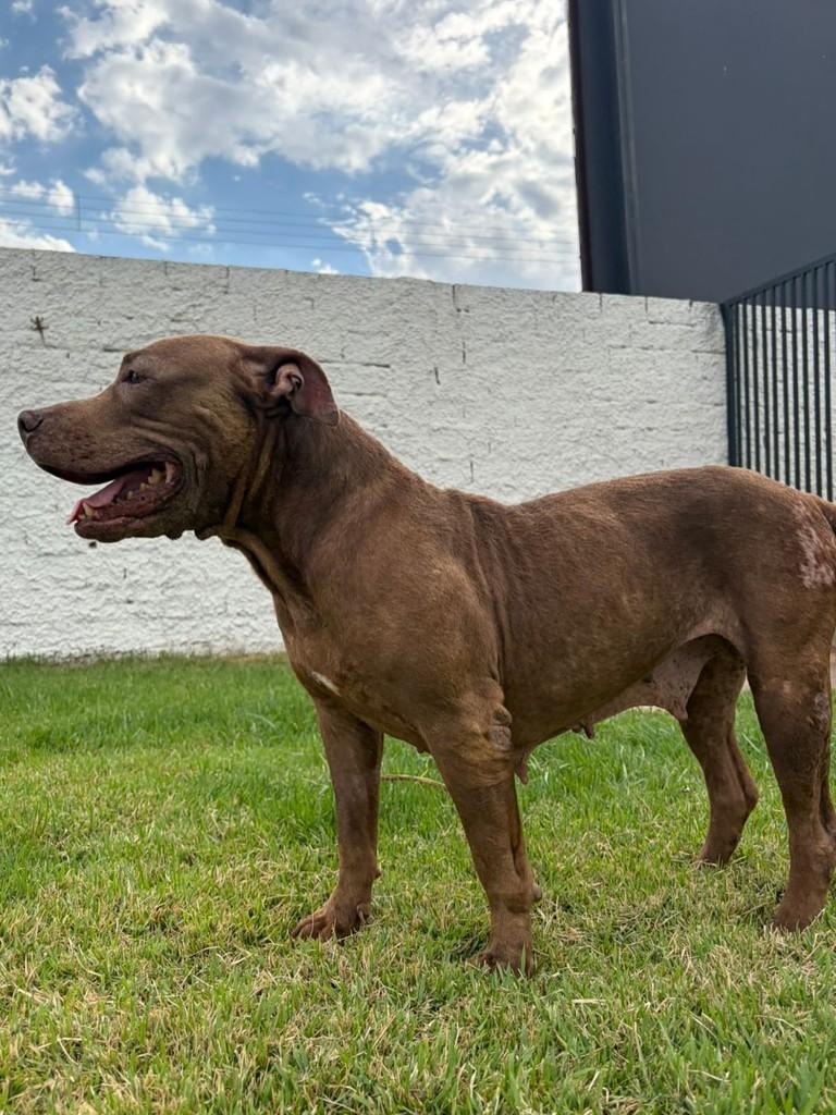 Amora, cachorro de porte médio para adoção em Aparecida de Goiânia - GO