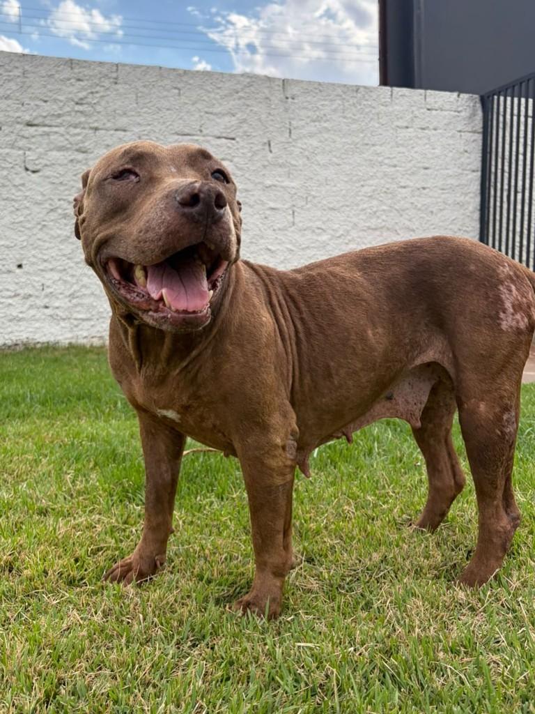 Amora, cachorro de porte médio para adoção em Aparecida de Goiânia - GO — foto 2 de 3