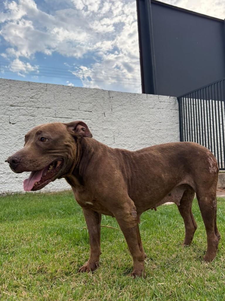 Amora, cachorro de porte médio para adoção em Aparecida de Goiânia - GO — foto 3 de 3