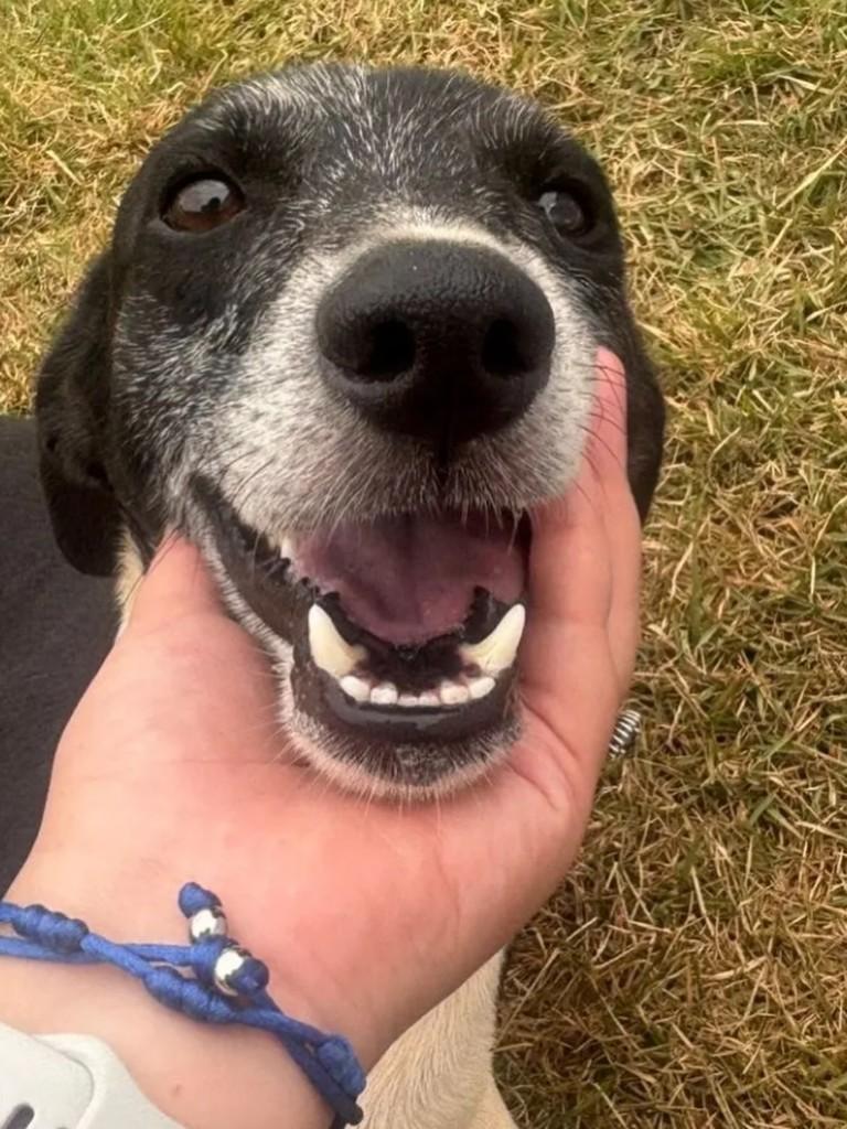 Floquinho, cachorro de porte grande para adoção em Aparecida de Goiânia - GO