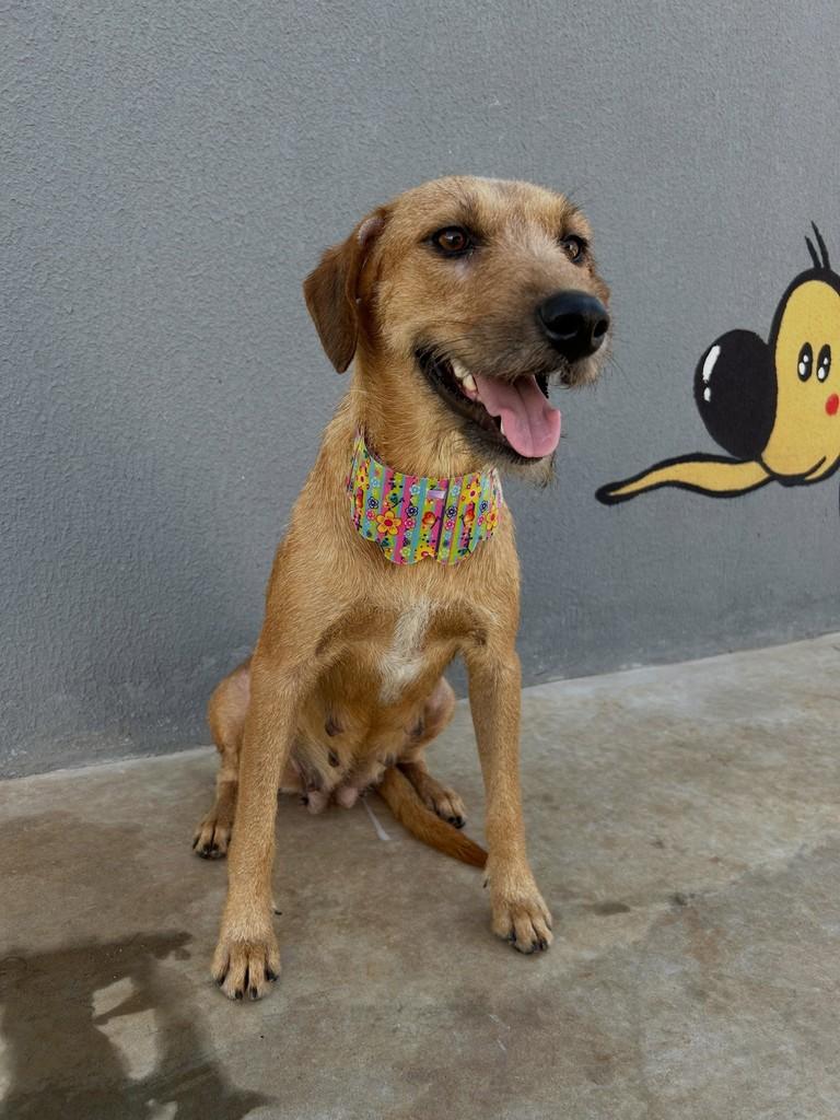 Nina, cadela de porte médio para adoção em Aparecida de Goiânia - GO