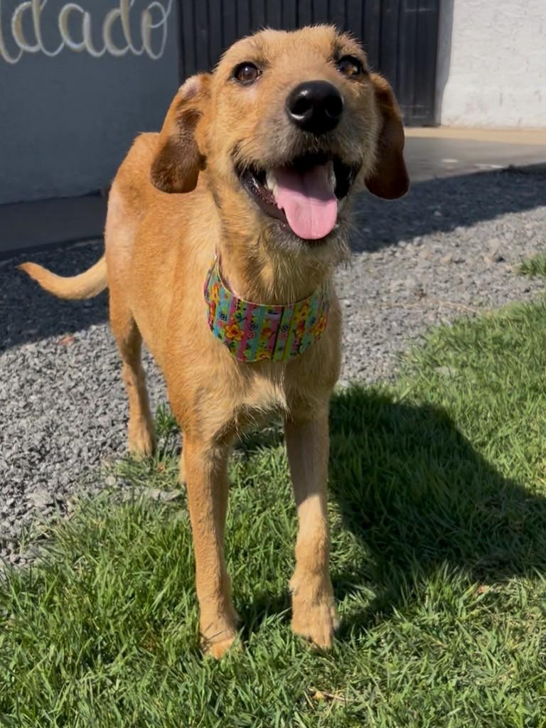 Nina, cadela de porte médio para adoção em Aparecida de Goiânia - GO — foto 2 de 2