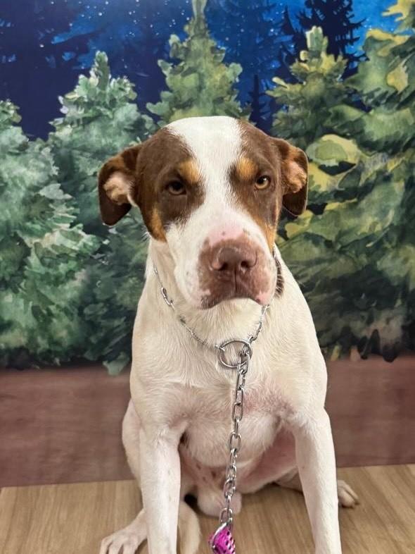 Bento, cachorro de porte grande para adoção em Aparecida de Goiânia - GO