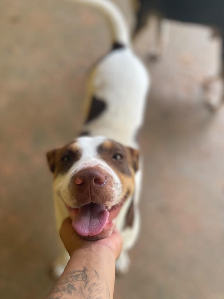 Bento, cachorro de porte grande para adoção em Aparecida de Goiânia - GO — foto 2 de 2
