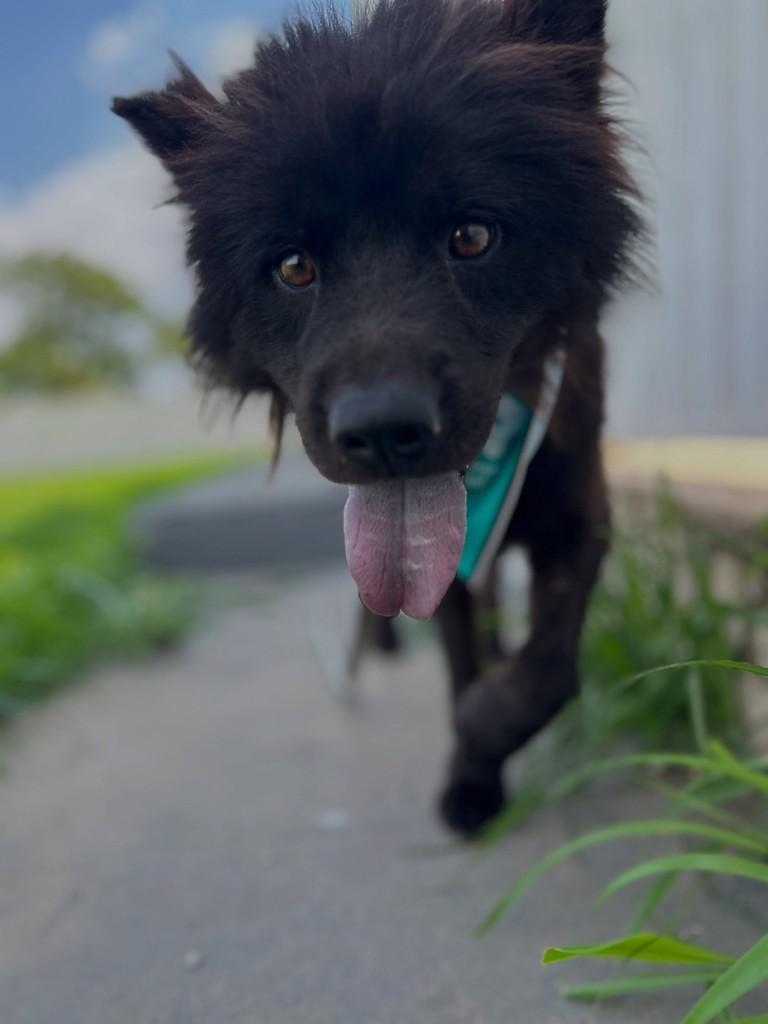 Lobinho, cachorro de porte médio para adoção em Aparecida de Goiânia - GO