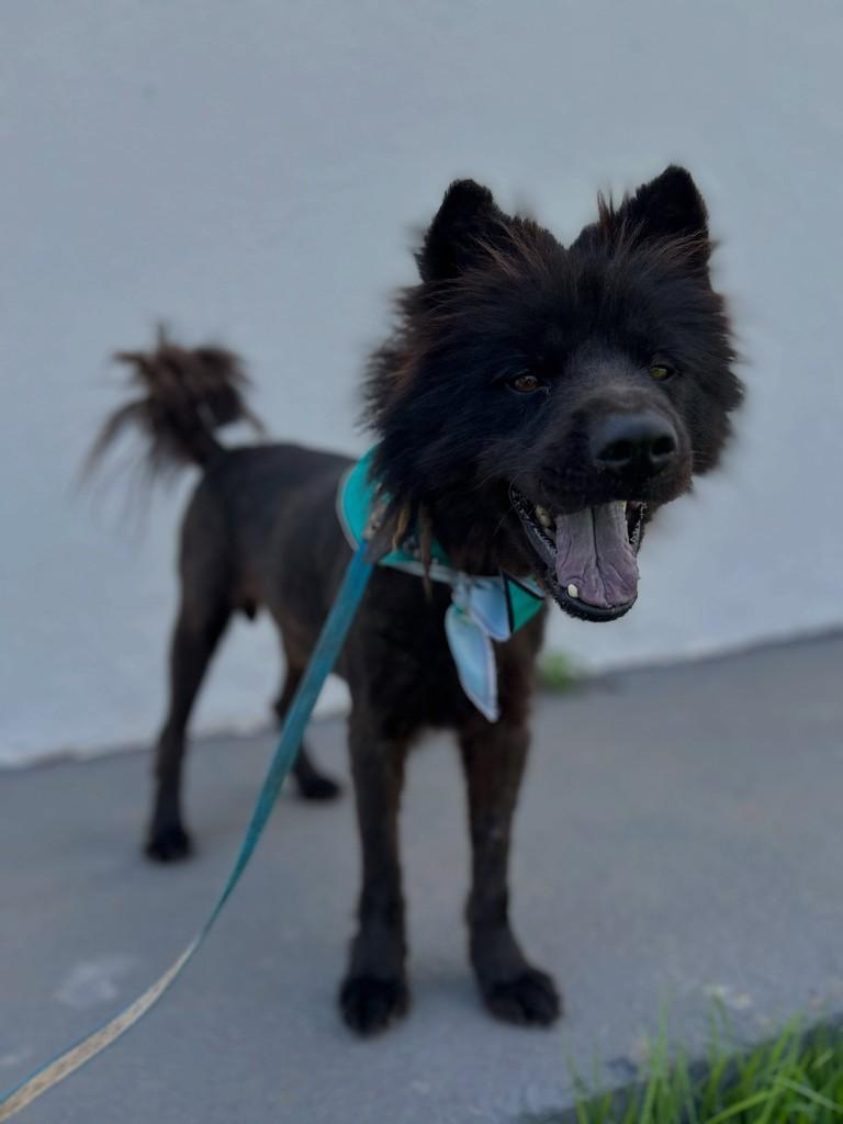 Lobinho, cachorro de porte médio para adoção em Aparecida de Goiânia - GO — foto 2 de 2