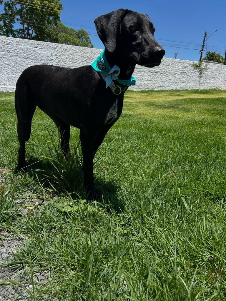 Negona, cadela de porte grande para adoção em Aparecida de Goiânia - GO — foto 2 de 4