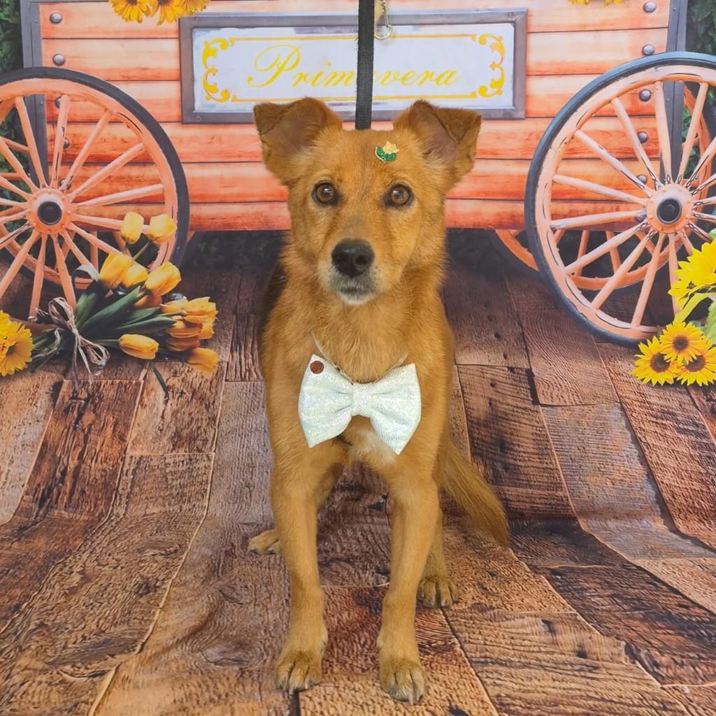 Jennifer, cachorro de porte pequeno para adoção em São Paulo - SP
