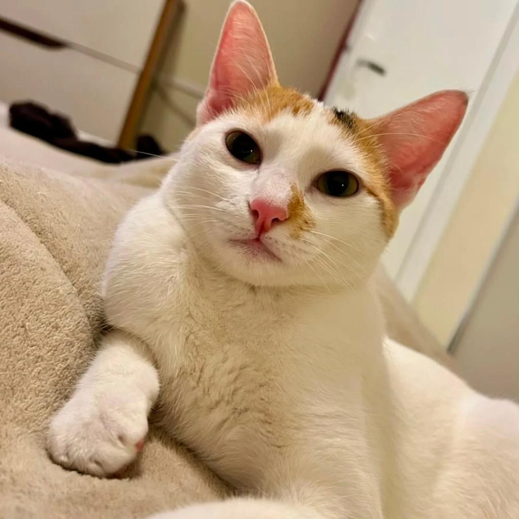 Ruby, gato de porte pequeno para adoção em São Paulo - SP