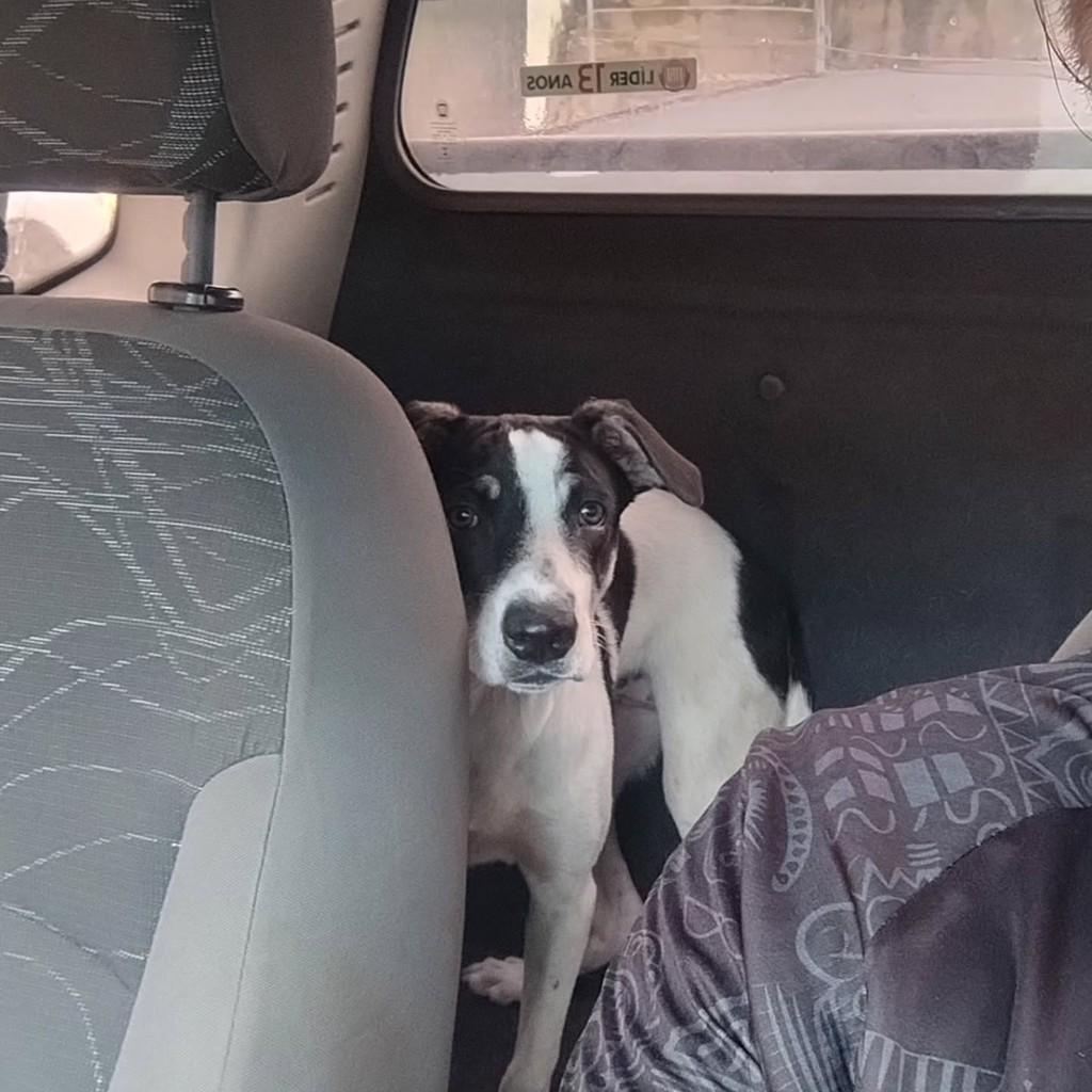 Lolla, cadela de porte médio para adoção em São Luís - MA