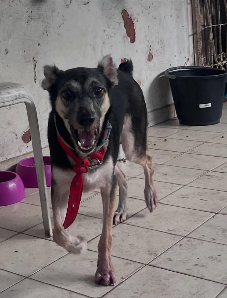 Vitória, cadela para adoção em São Luís - MA — foto 4 de 5