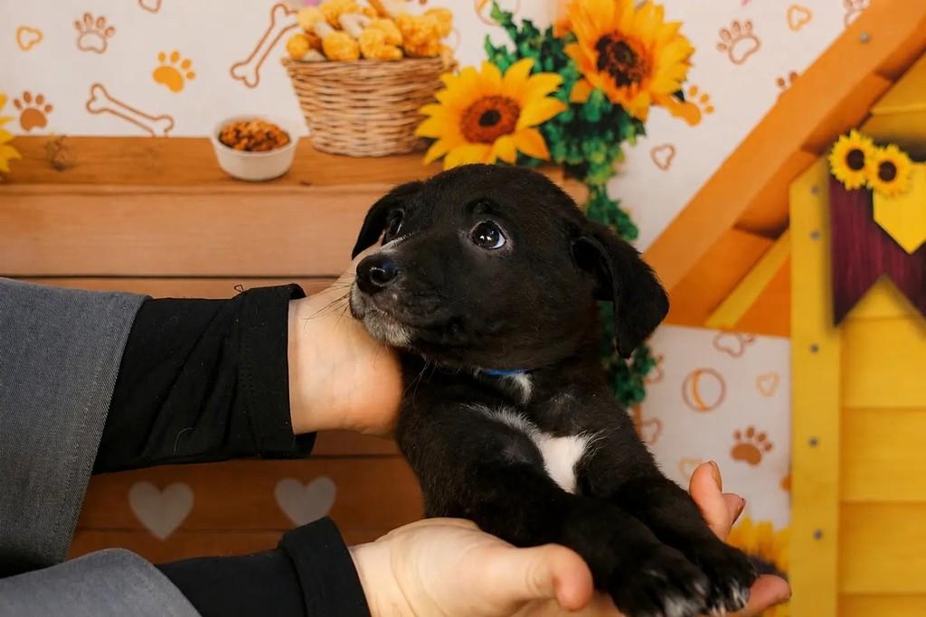 Vini, cachorro de porte médio para adoção em Viamão - RS