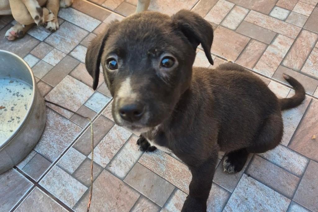 Vini, cachorro de porte médio para adoção em Viamão - RS — foto 2 de 2