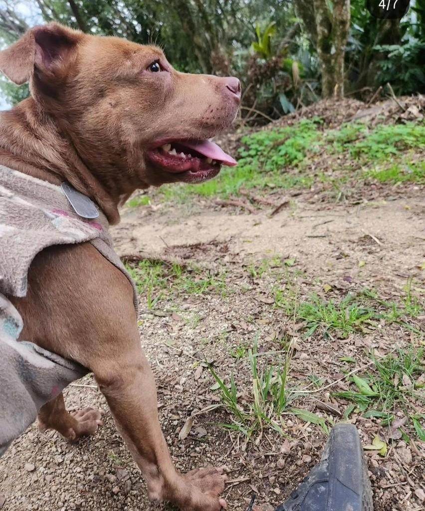 Viola, cadela de porte médio para adoção em Viamão - RS — foto 2 de 3