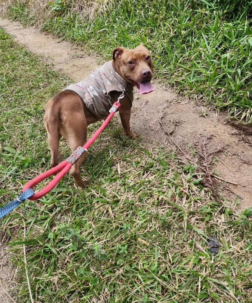 Viola, cadela de porte médio para adoção em Viamão - RS — foto 3 de 3