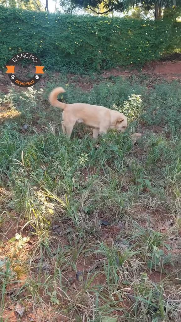 Caramelo, cachorro de porte pequeno para adoção em Martinópolis - SP