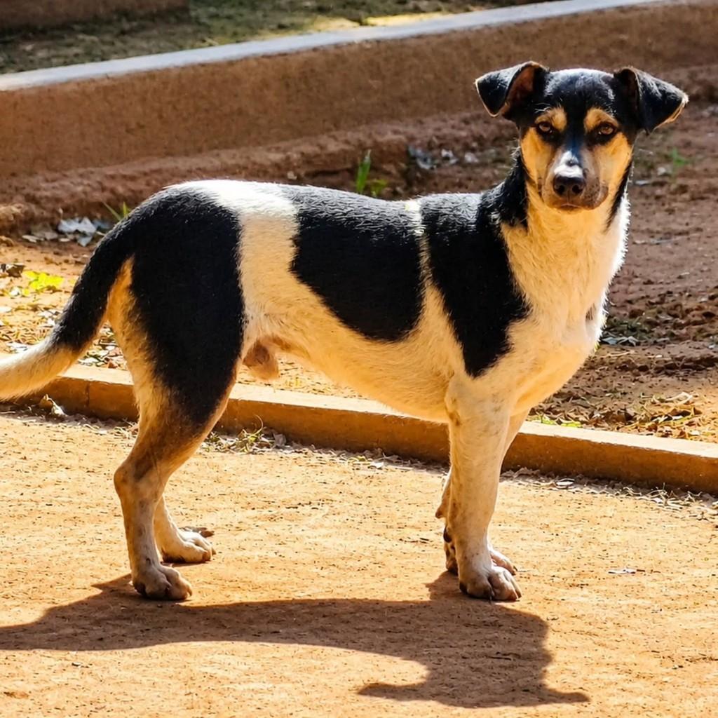 Timão, cachorro de porte pequeno para adoção em Martinópolis - SP