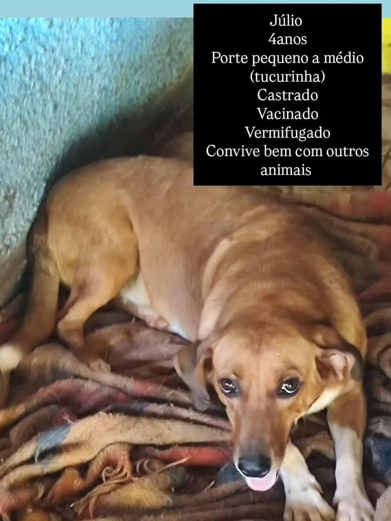 Júlio, cachorro de porte pequeno para adoção em Martinópolis - SP