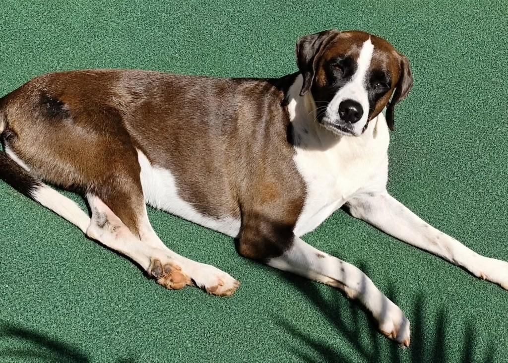 Maria Vitória, cachorro de porte médio para adoção em Martinópolis - SP