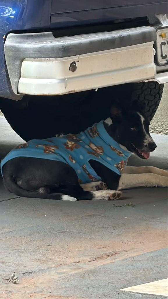 Apólo, cachorro de porte médio para adoção em Presidente Prudente - SP