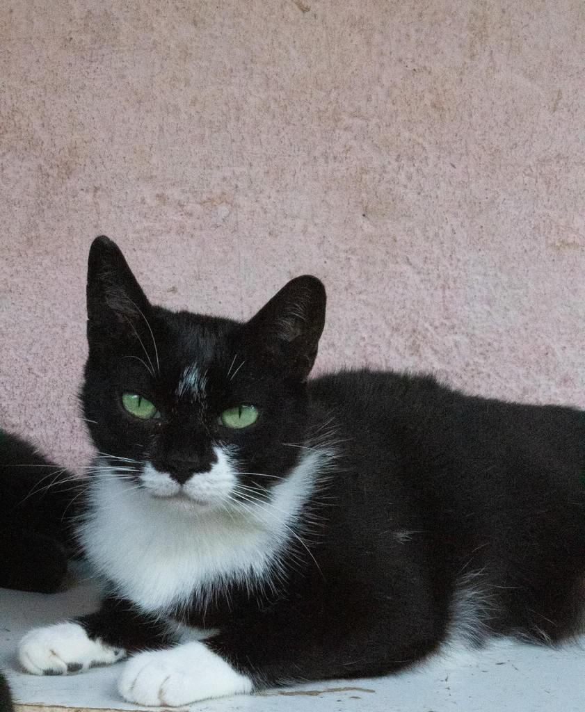 Rafael, gato para adoção em Santo André - SP