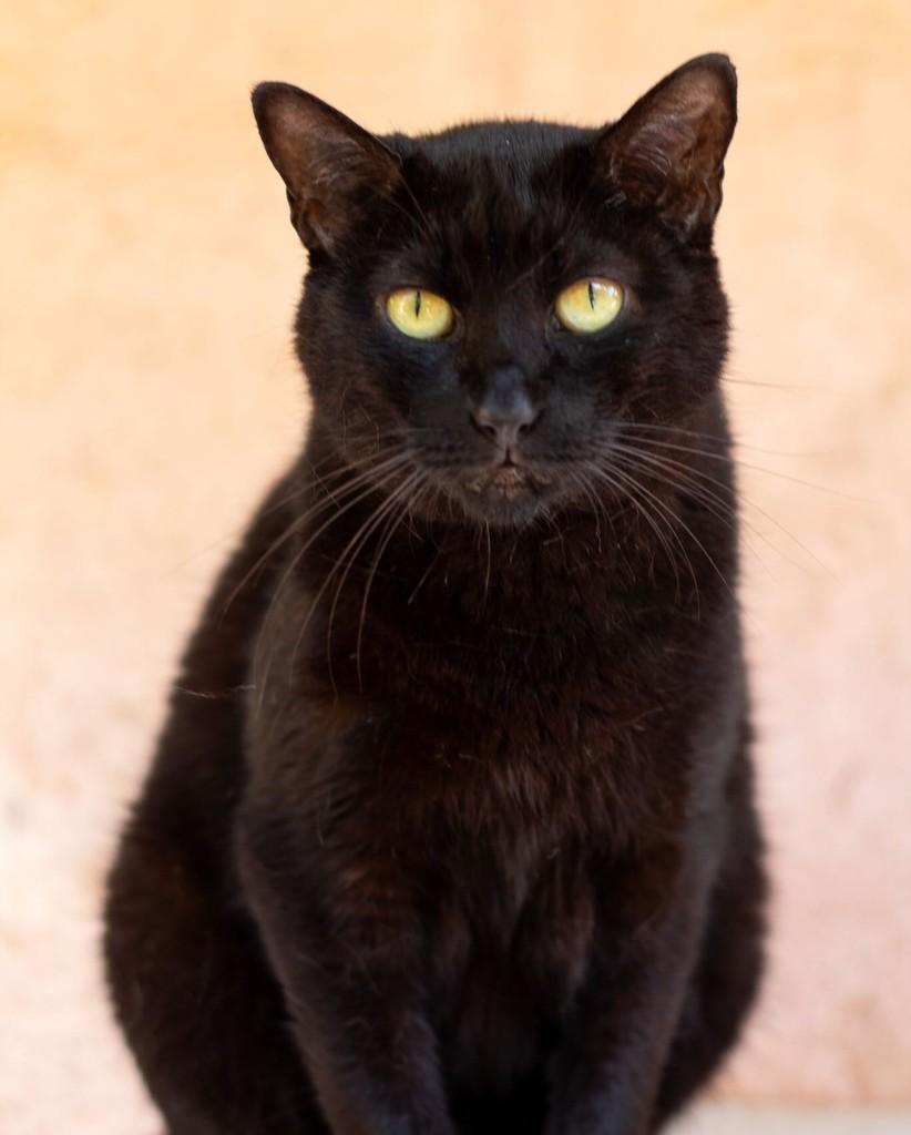 Gisele, gata de porte médio para adoção em Santo André - SP
