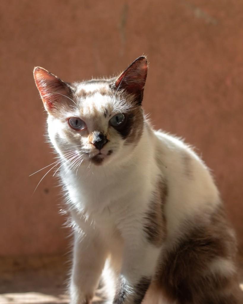 Vicky, gata de porte médio para adoção em Santo André - SP
