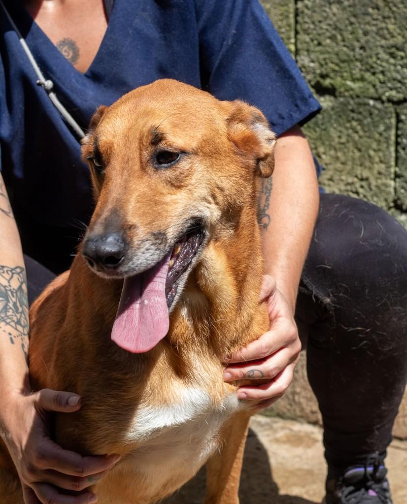 Lion, cachorro de porte médio para adoção em Santo André - SP
